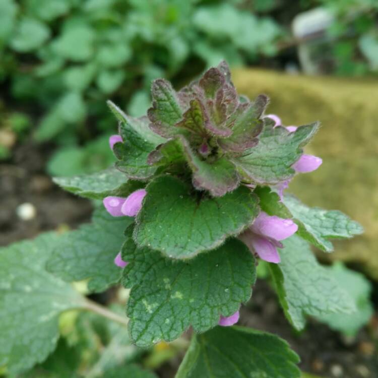 Plant image Lamium