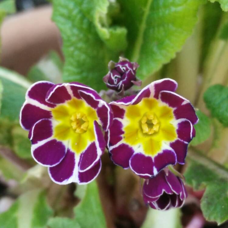 Plant image Primula veris 'Little Queen Violet'