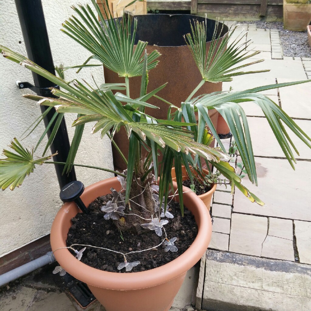 Chamaerops humilis