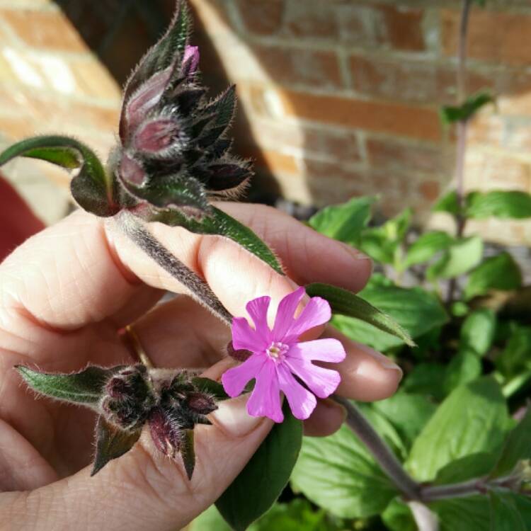 Plant image Silene dioica 'Clifford Moor'