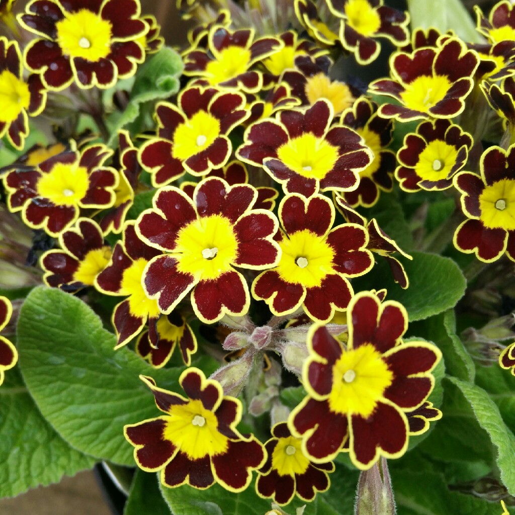 Primula Veris 'Little Queen Red'