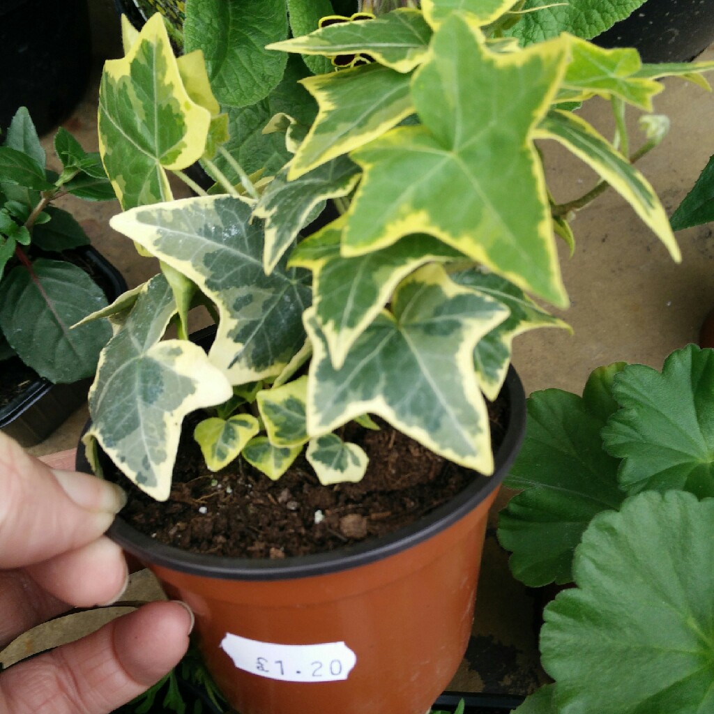 Hedera colchica 'Dentata Variegata'