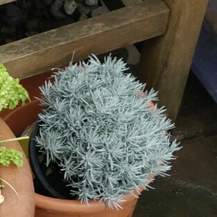 Helichrysum italicum 'Korma'