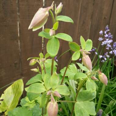 Aquilegia 'Blue Star'