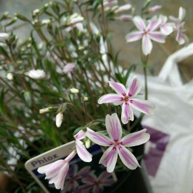 Phlox subulata 'Candy Stripe' syn. Phlox subulata 'Tamaongalei', Phlox subulata 'Mikado', Phlox subulata 'Kimono'