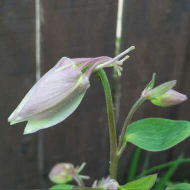 Aquilegia 'Blue Star'