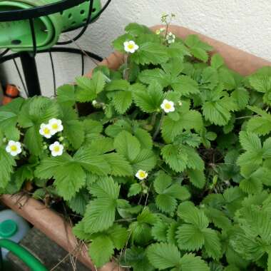 Fragaria vesca