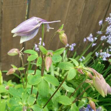 Aquilegia 'Blue Star'