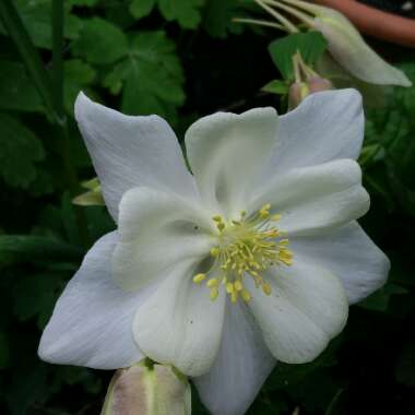 Aquilegia 'Blue Star'