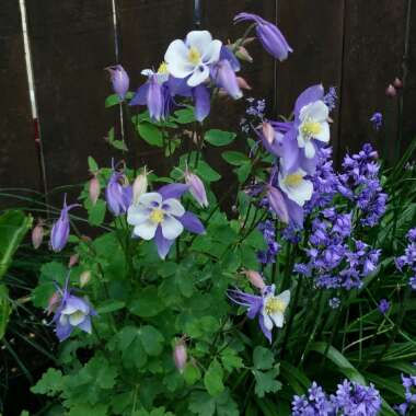 Aquilegia 'Blue Star'