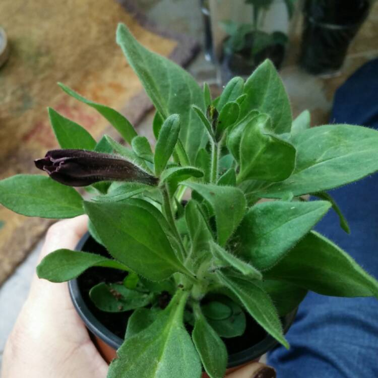 Plant image Petunia 'Suzie Storm'