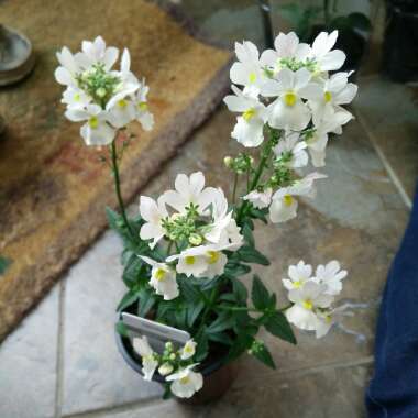 Nemesia 'Wisley Vanilla'