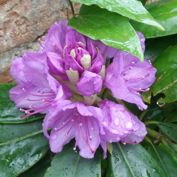 Plant image Rhododendron 'Goldflimmer'