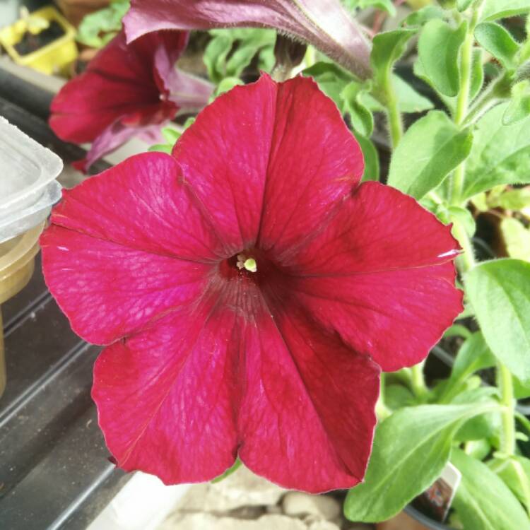 Plant image Petunia 'Wespecramand' (Crazytunia Series) syn. Petunia 'Mandeville'