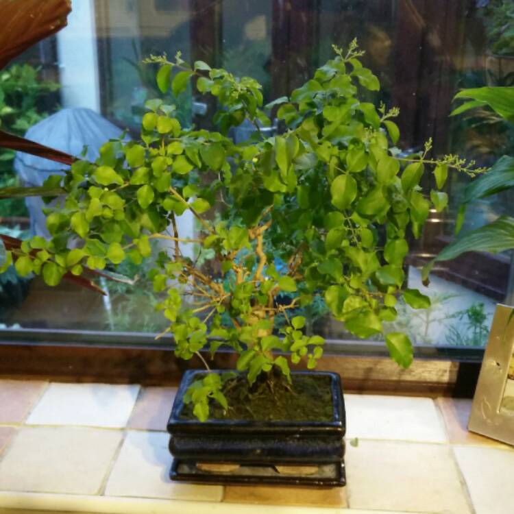 Plant image Buxus bonsai