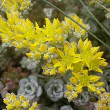 Sedum spathulifolium 'Cape Blanco'