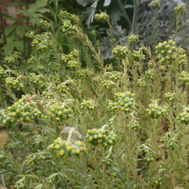 Sedum Rupestre Angelina