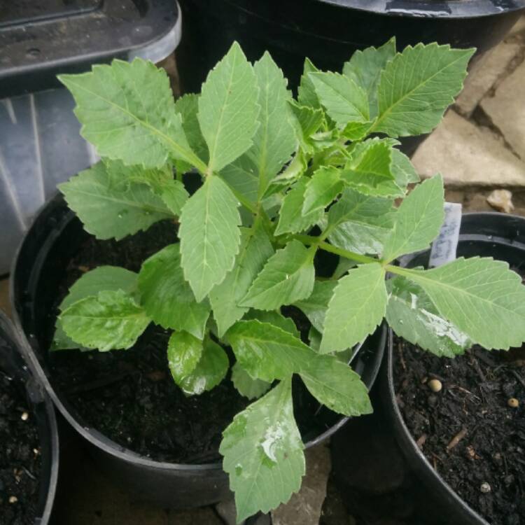 Plant image Dahlia 'Topmix White'