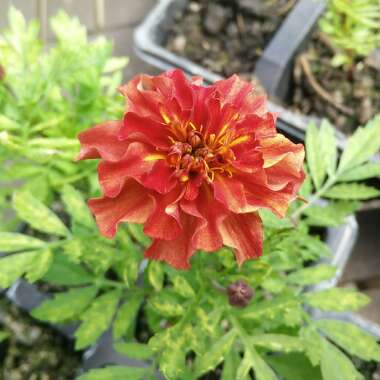 Tagetes patula 'Strawberry Blonde'