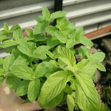 Mentha arvensis 'Banana'