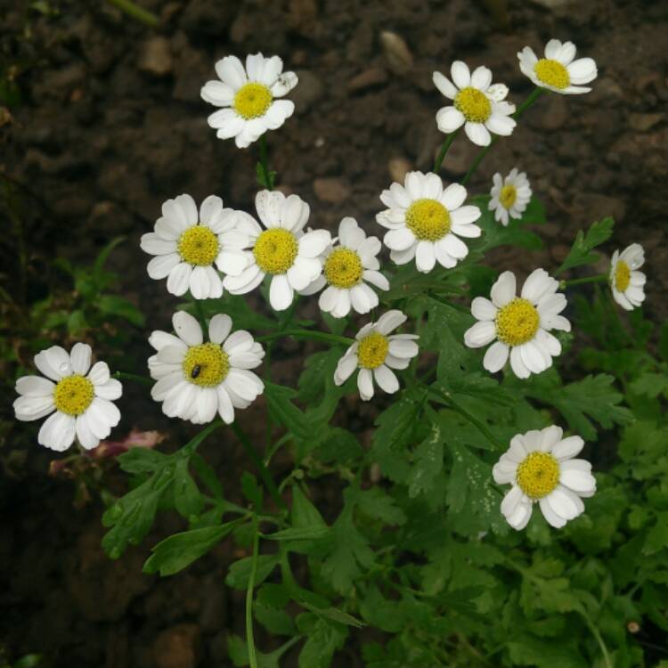 Plant image Tanacetum parthenium