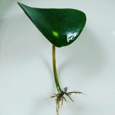 Peperomia polybotrya 'Raindrop'