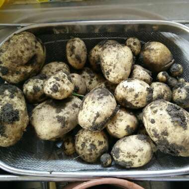 Solanum tuberosum