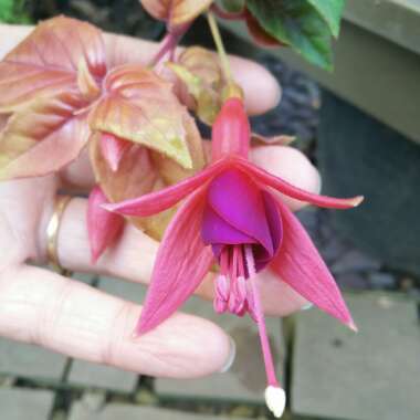 Fuchsia 'Autumnale'