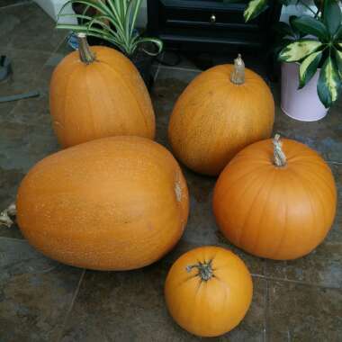 Cucurbita Maxima 'Jack O'Lantern'