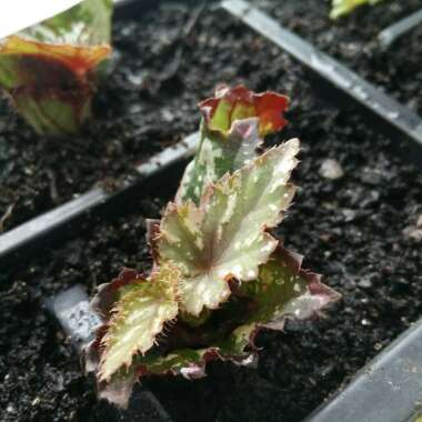 Begonia (Rex Cultorum Group) 'African Jungle' syn. Begonia rex 'African Jungle'