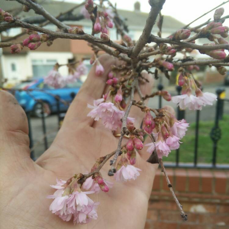 Plant image Prunus x subhirtella 'Autumnalis Rosea'