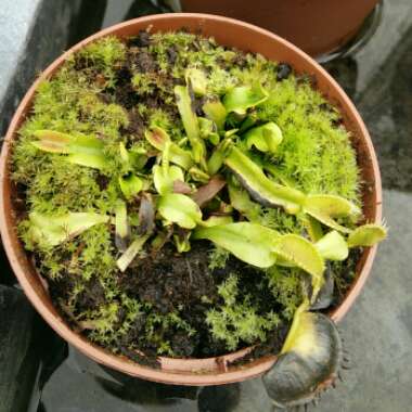 Dionaea muscipula