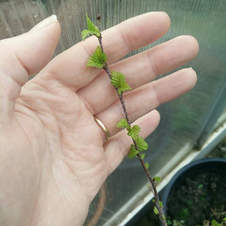 Plant image Betula papyrifera