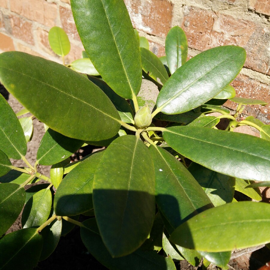 Rhododendron 'Goldflimmer'