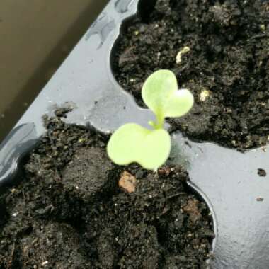 Brassica oleracea (Italica Group) 'Purple Sprouting'