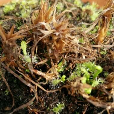 Drosera Capensis