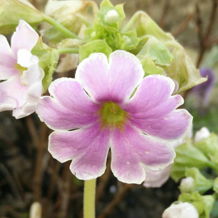 Plant image Primula obconica