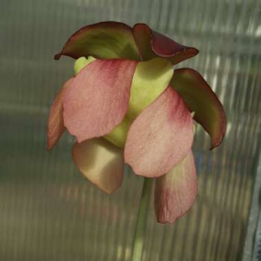 Sarracenia Purpurea