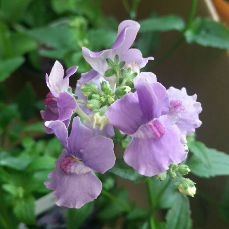 Plant image Nemesia strumosa 'Myrtille'