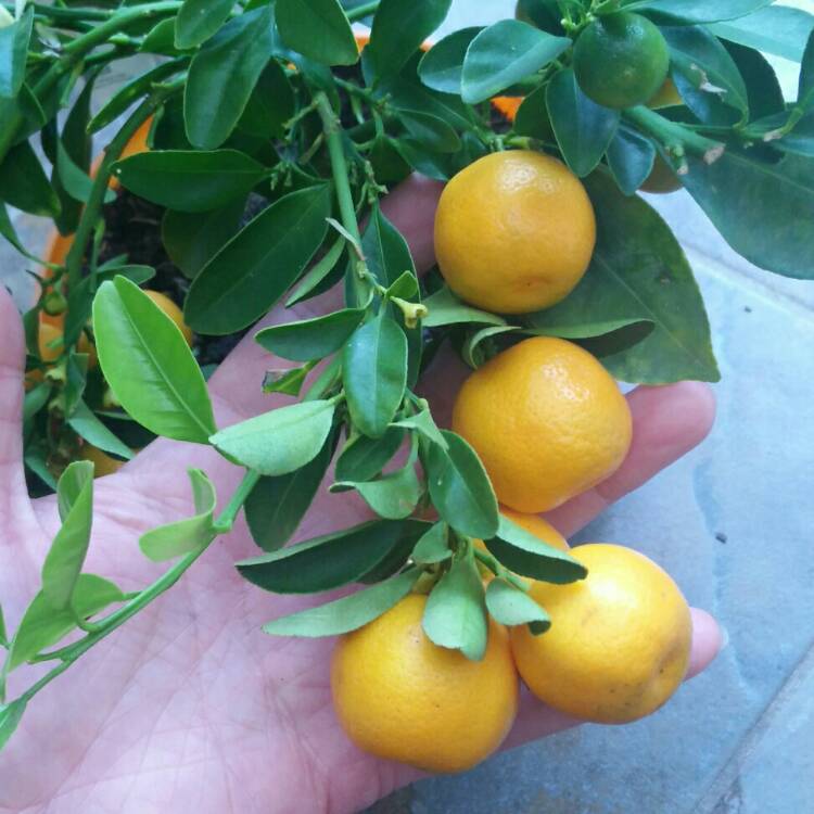 Plant image Citrus x microcarpa 'Oriana' syn. Citrus x citrofortunella mitis 'Oriana'