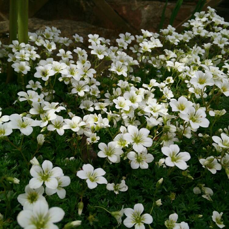 Plant image Saxifraga x arendsii 'Touran Large White'