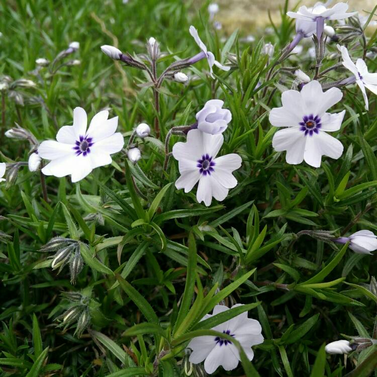 Plant image Phlox subulata 'Bavaria'