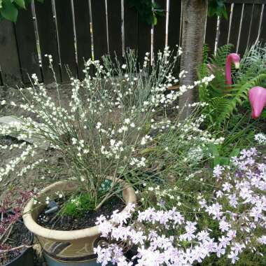 Cytisus x praecox 'Albus'