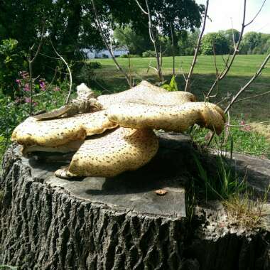 Polyporus squamosus syn. Cerioporus squamosus