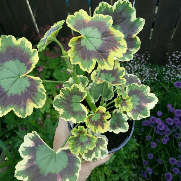 Plant image Pelargonium 'Mrs Pollock'