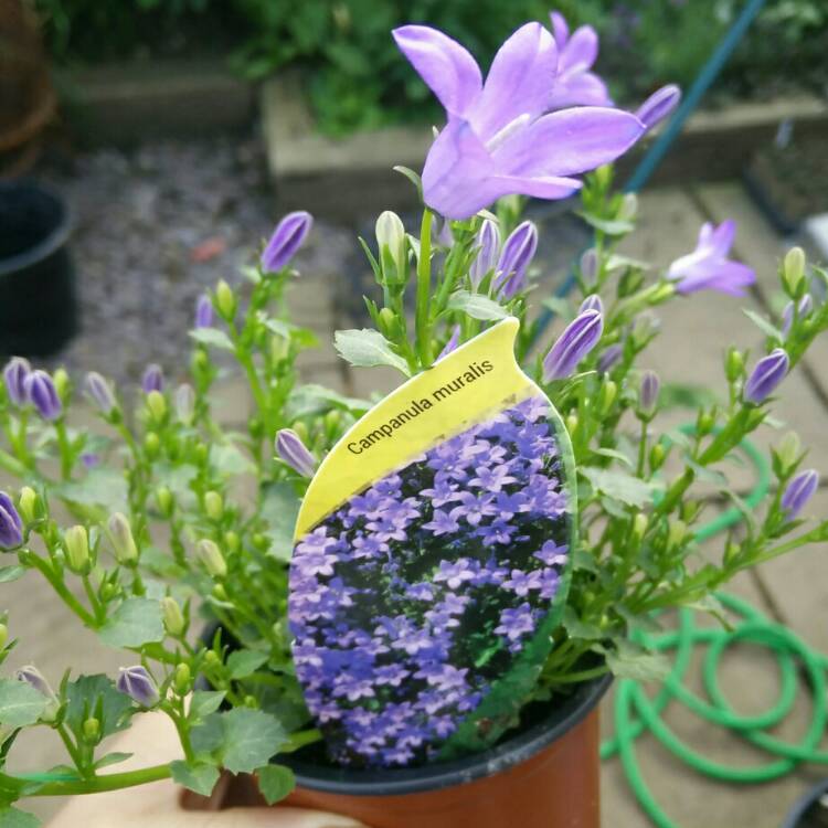 Plant image Campanula Muralis Syn. C. Portenschlagiana