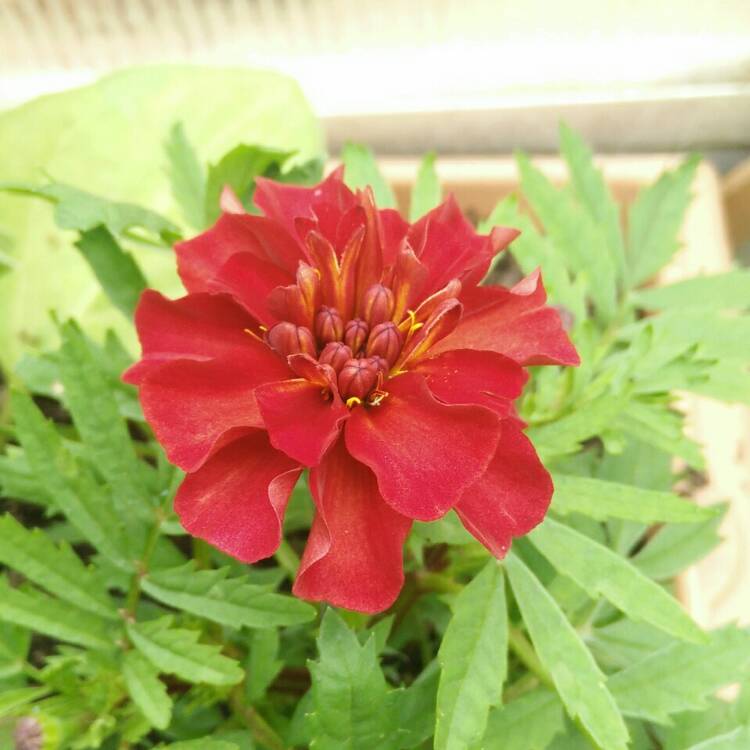 Plant image Tagetes patula 'Strawberry Blonde'