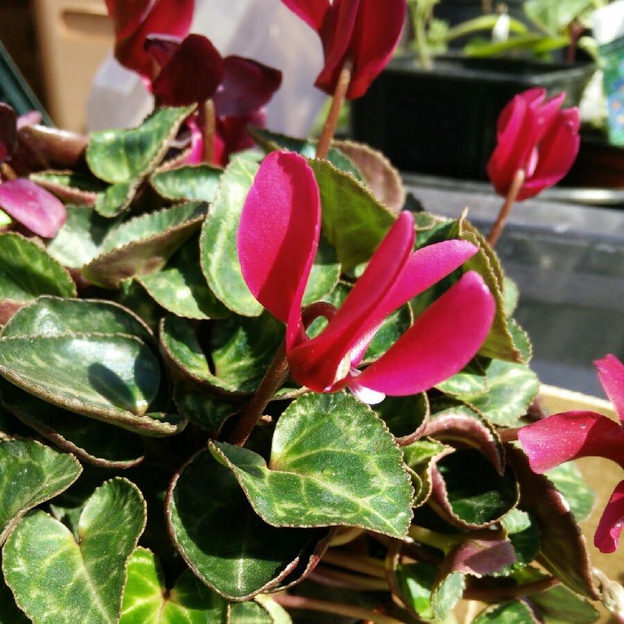 Cyclamen