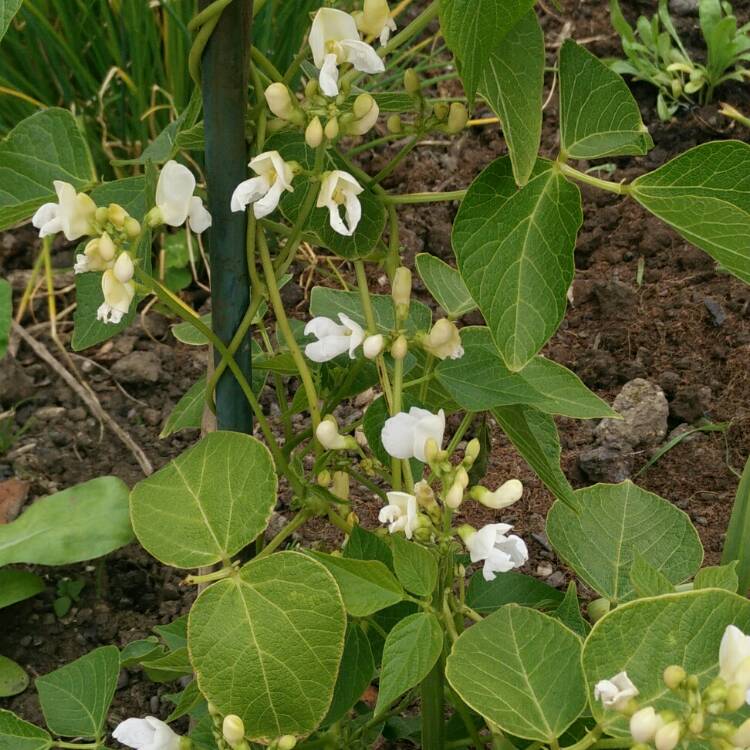 Plant image Phaseolus coccineus 'White Emergo'