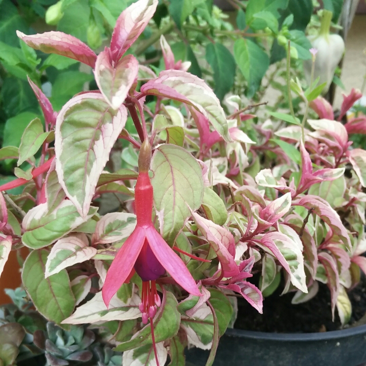 Plant image Fuchsia 'Sun Ray'